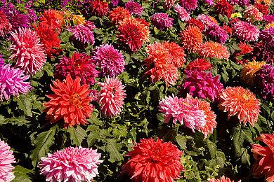 《怪猎荒野》举办交流祭 “踊火之仪” ！大量限定装备推出